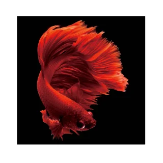 Fotografía Rojo Siam 100x100 | Schuller | Ref: 798642 | luzguru.com