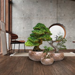 Set Maceteros Bronce Canela Schuller